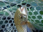 Trout caught using Atomic Glow by Jan Holstein at Deep Lake, WA