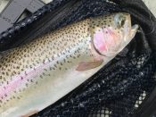 Trout caught using Atomic Glow by Steve Jones at Coldwater Lake